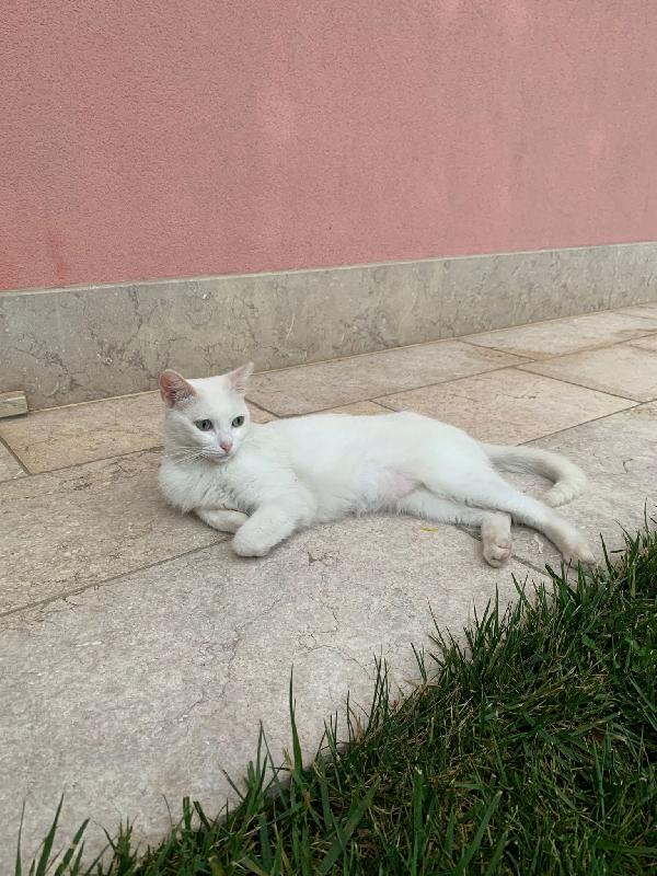 MICIA cerca casa Foto 3